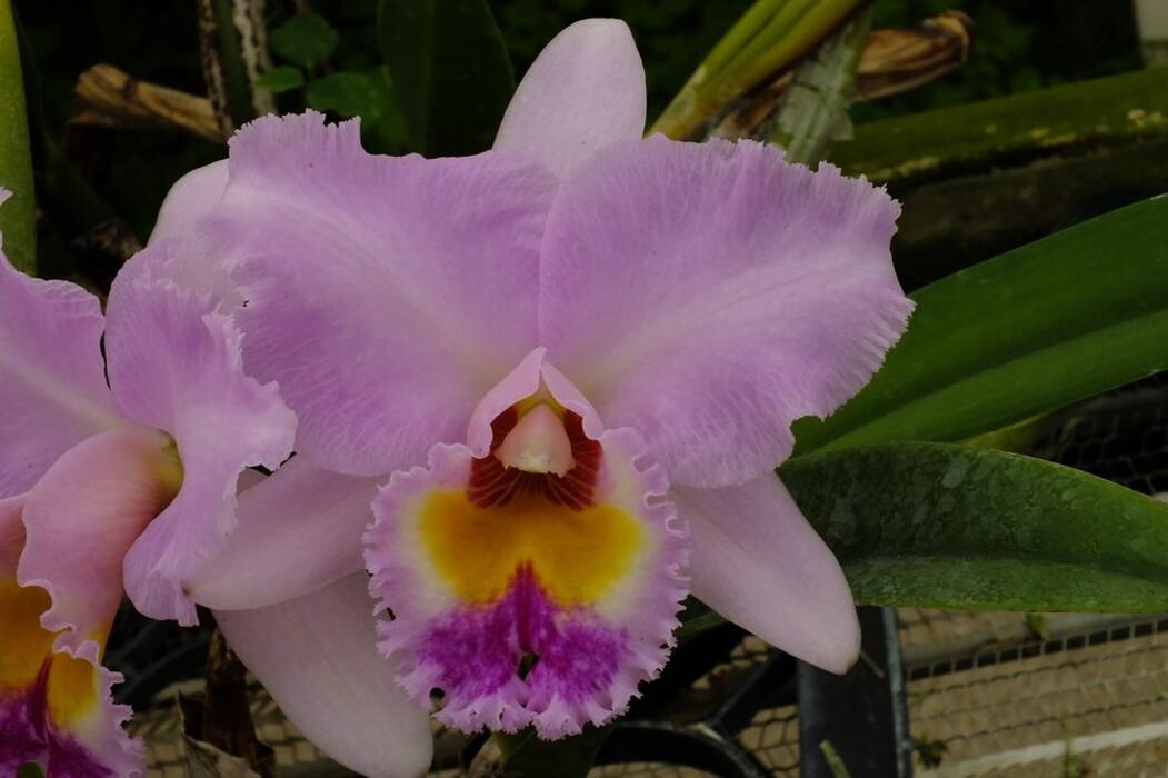 Images Odom's Orchids Inc