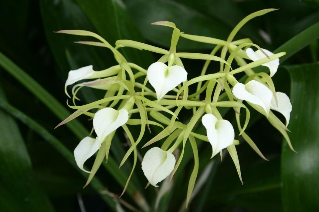 Images Odom's Orchids Inc