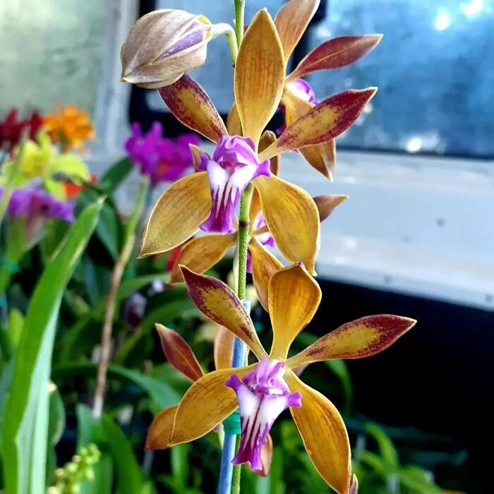 Images Odom's Orchids Inc