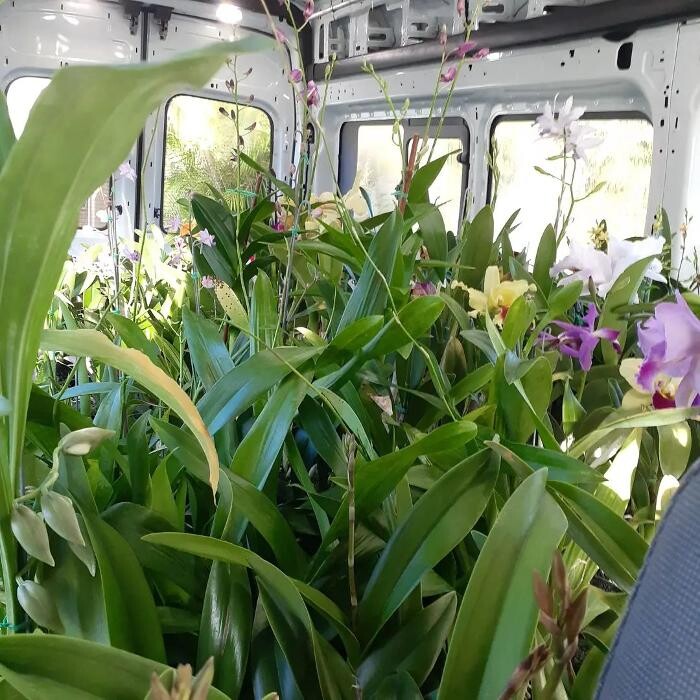 Images Odom's Orchids Inc