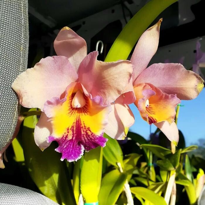 Images Odom's Orchids Inc