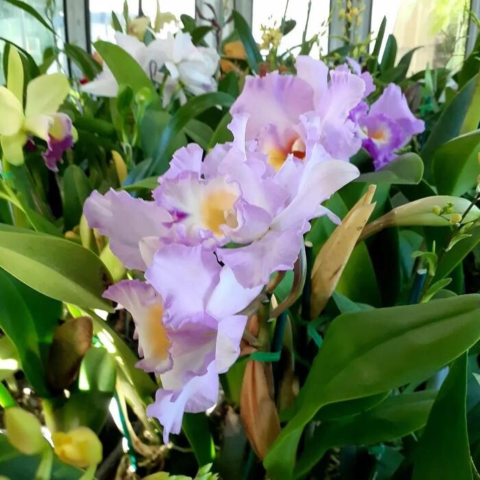 Images Odom's Orchids Inc