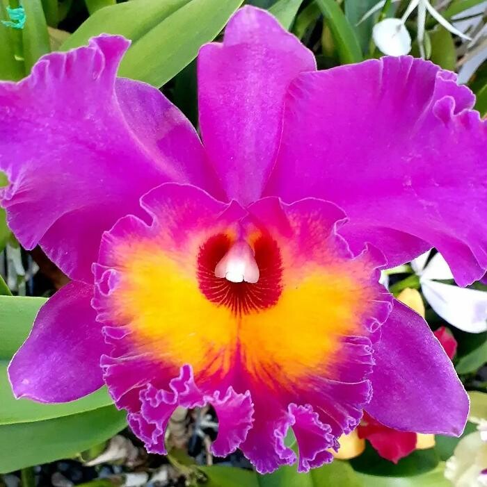 Images Odom's Orchids Inc