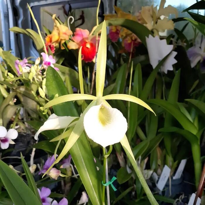 Images Odom's Orchids Inc