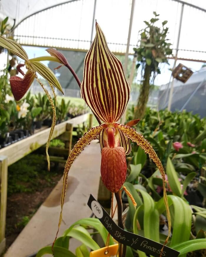 Images Odom's Orchids Inc