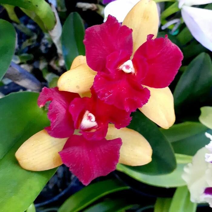 Images Odom's Orchids Inc