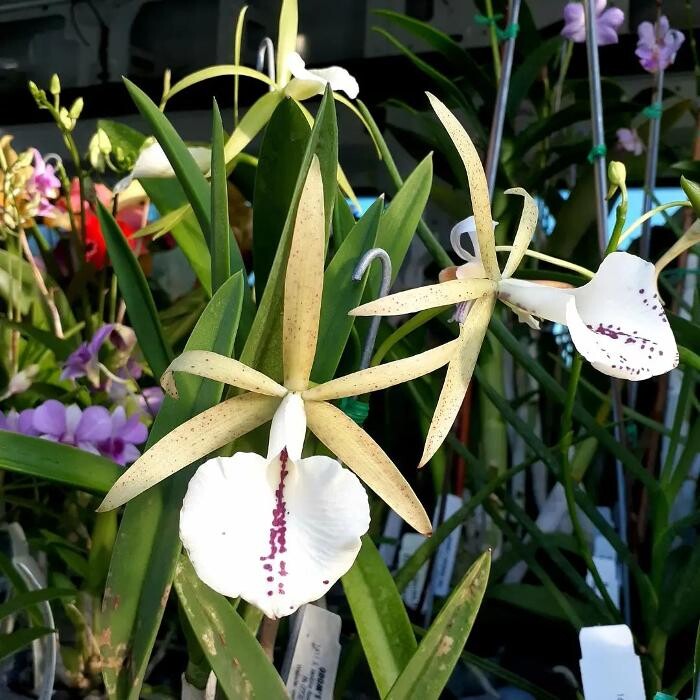 Images Odom's Orchids Inc