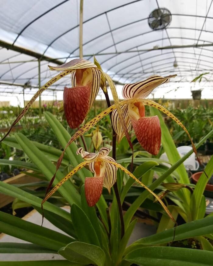 Images Odom's Orchids Inc