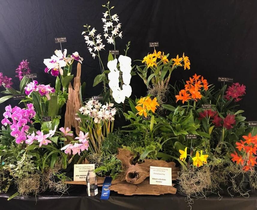 Images Odom's Orchids Inc