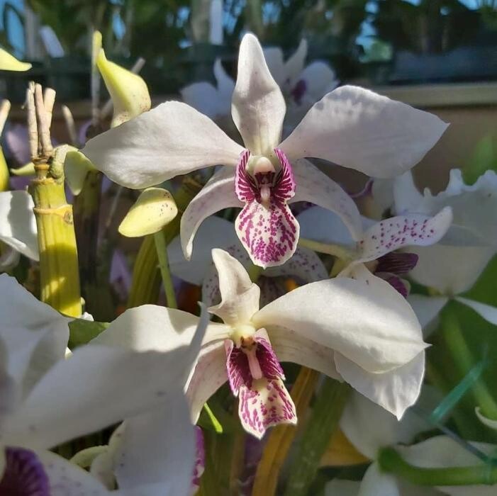 Images Odom's Orchids Inc