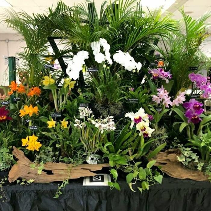Images Odom's Orchids Inc
