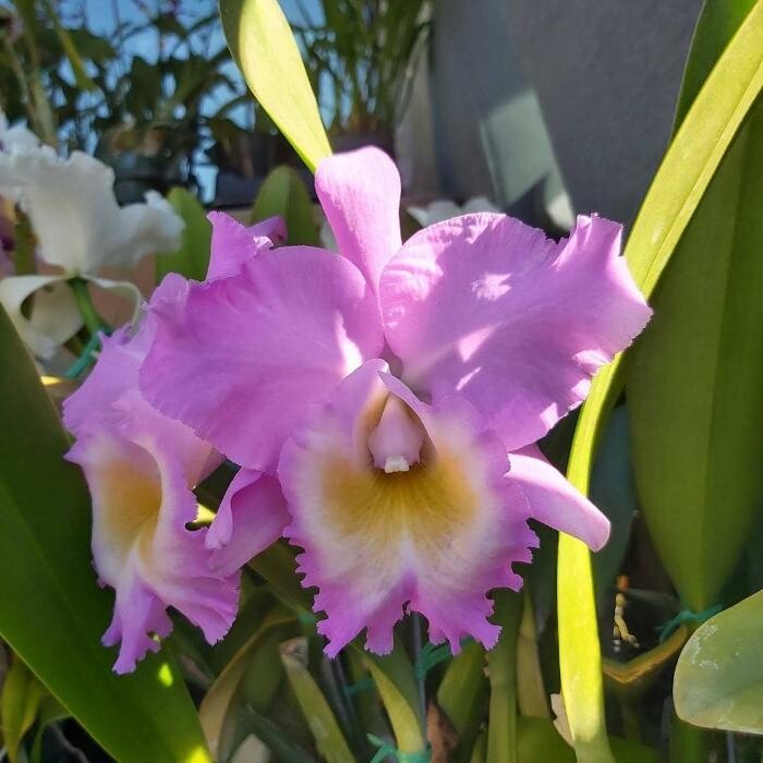 Images Odom's Orchids Inc