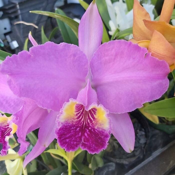 Images Odom's Orchids Inc