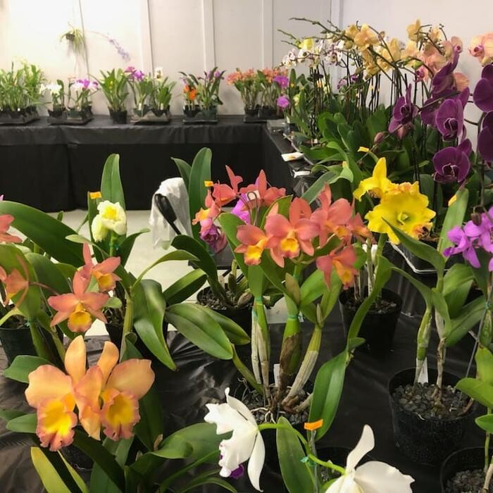 Images Odom's Orchids Inc