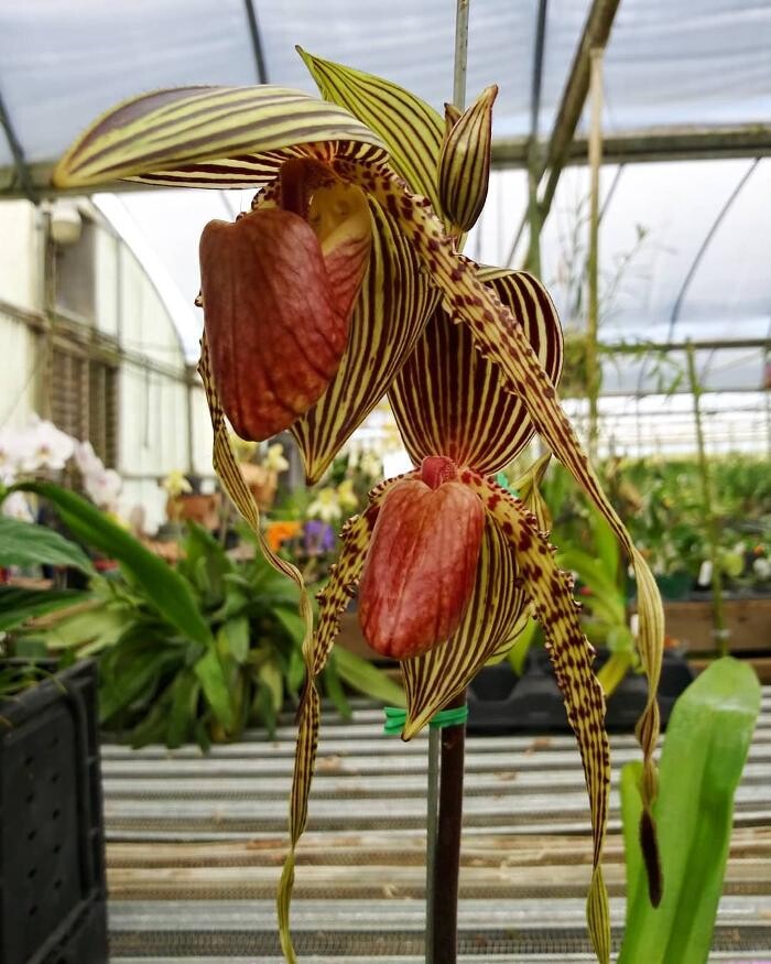 Images Odom's Orchids Inc