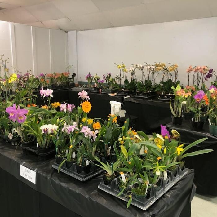 Images Odom's Orchids Inc