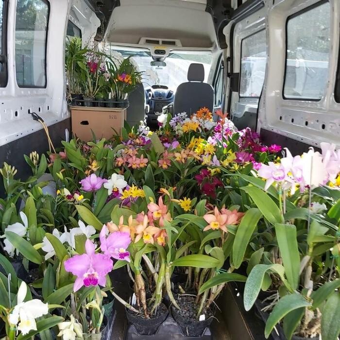 Images Odom's Orchids Inc