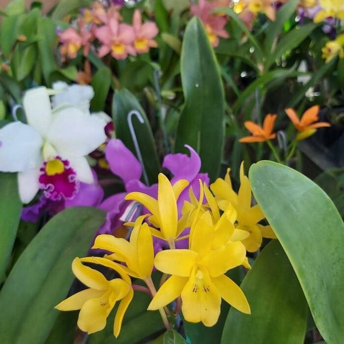 Images Odom's Orchids Inc