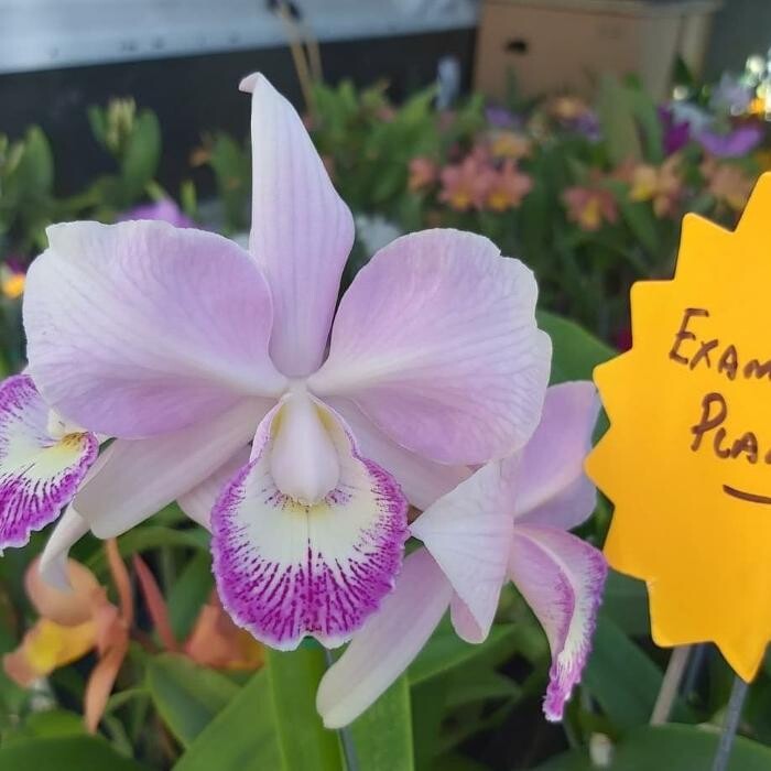 Images Odom's Orchids Inc
