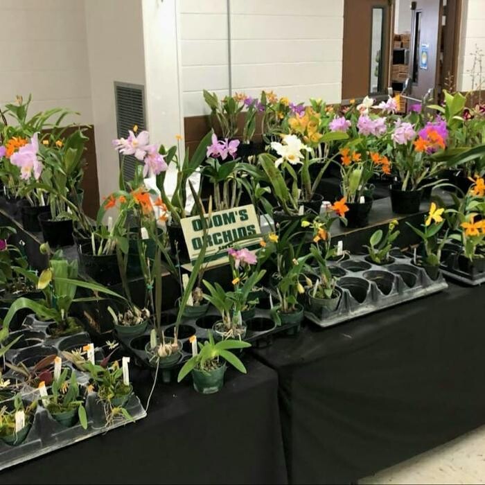 Images Odom's Orchids Inc