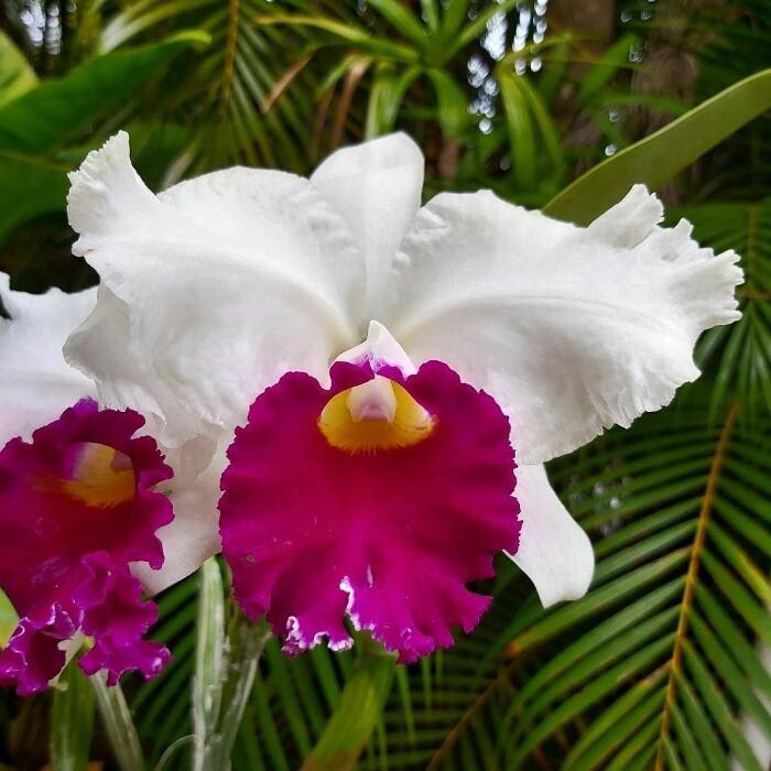 Images Odom's Orchids Inc