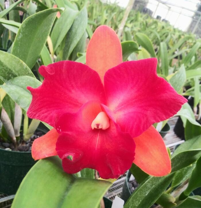 Images Odom's Orchids Inc