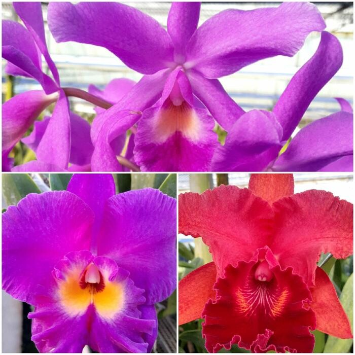 Images Odom's Orchids Inc
