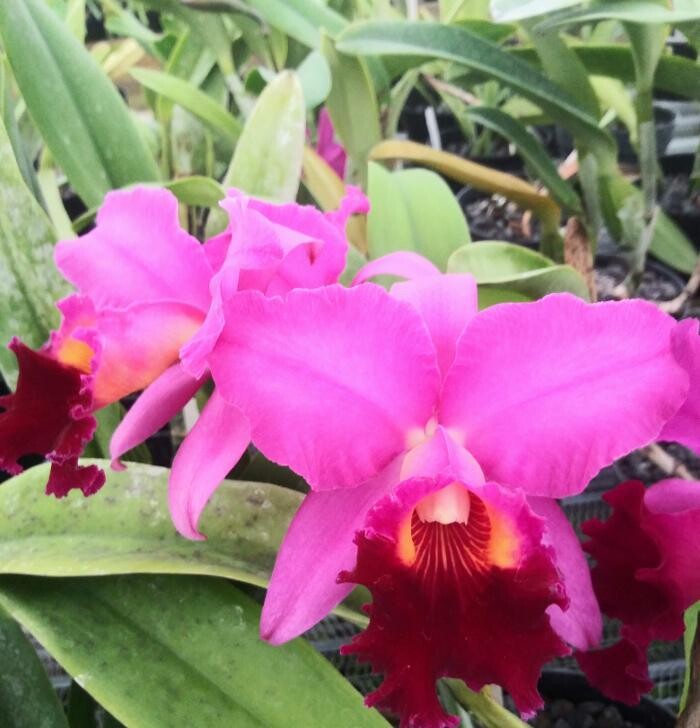 Images Odom's Orchids Inc