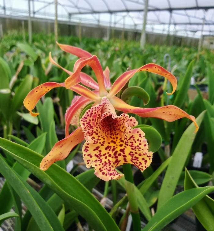 Images Odom's Orchids Inc