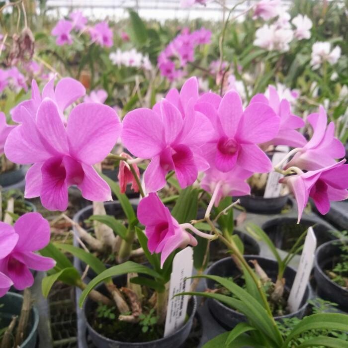 Images Odom's Orchids Inc