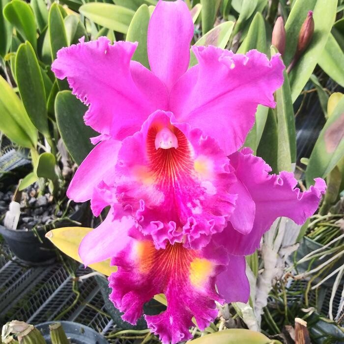 Images Odom's Orchids Inc