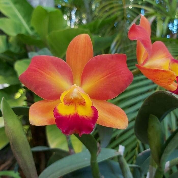 Images Odom's Orchids Inc