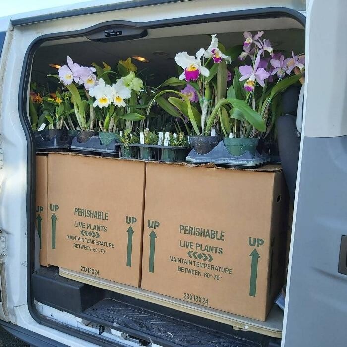 Images Odom's Orchids Inc