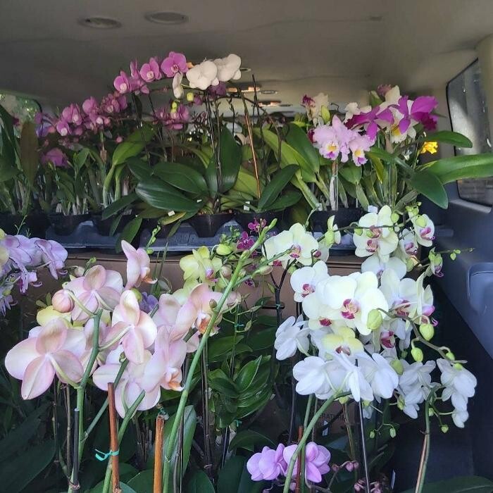 Images Odom's Orchids Inc