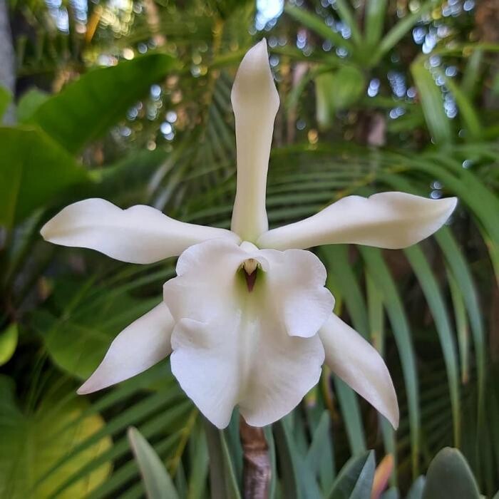 Images Odom's Orchids Inc