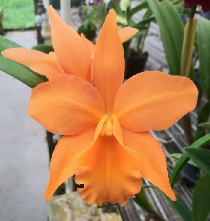 Images Odom's Orchids Inc