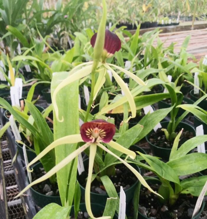 Images Odom's Orchids Inc