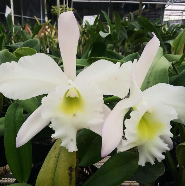 Images Odom's Orchids Inc