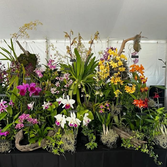 Images Odom's Orchids Inc