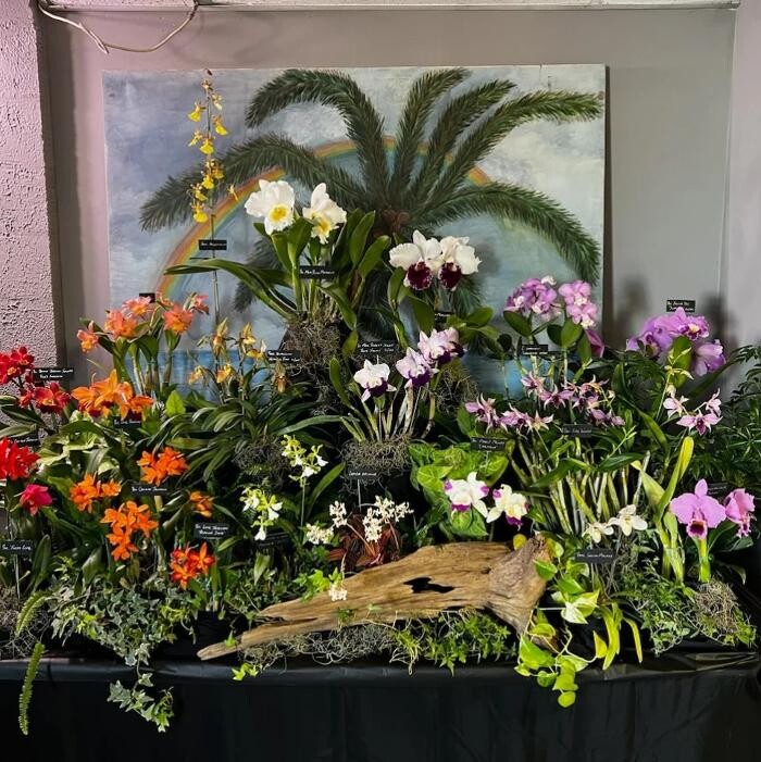 Images Odom's Orchids Inc