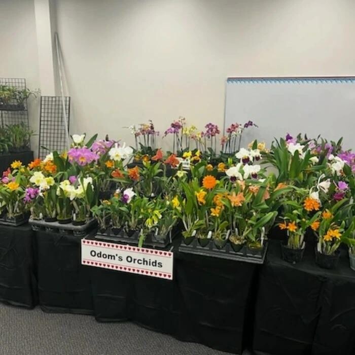 Images Odom's Orchids Inc