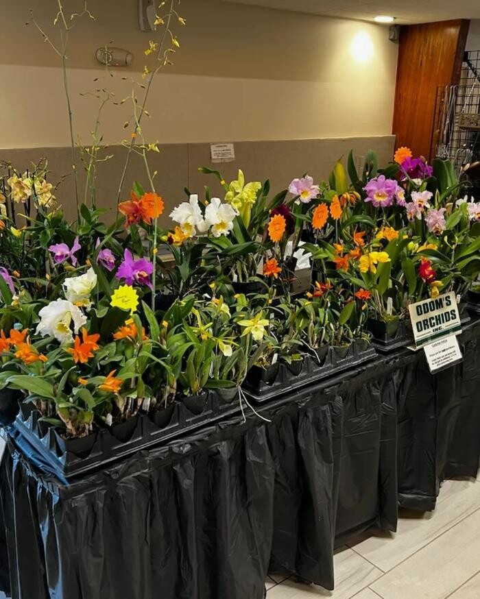 Images Odom's Orchids Inc