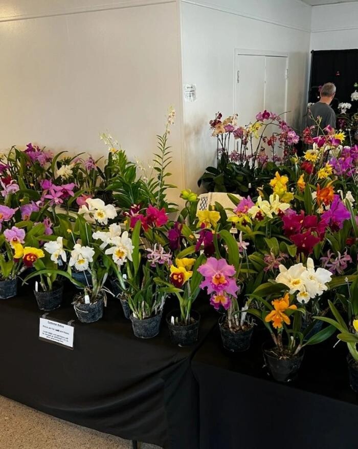 Images Odom's Orchids Inc