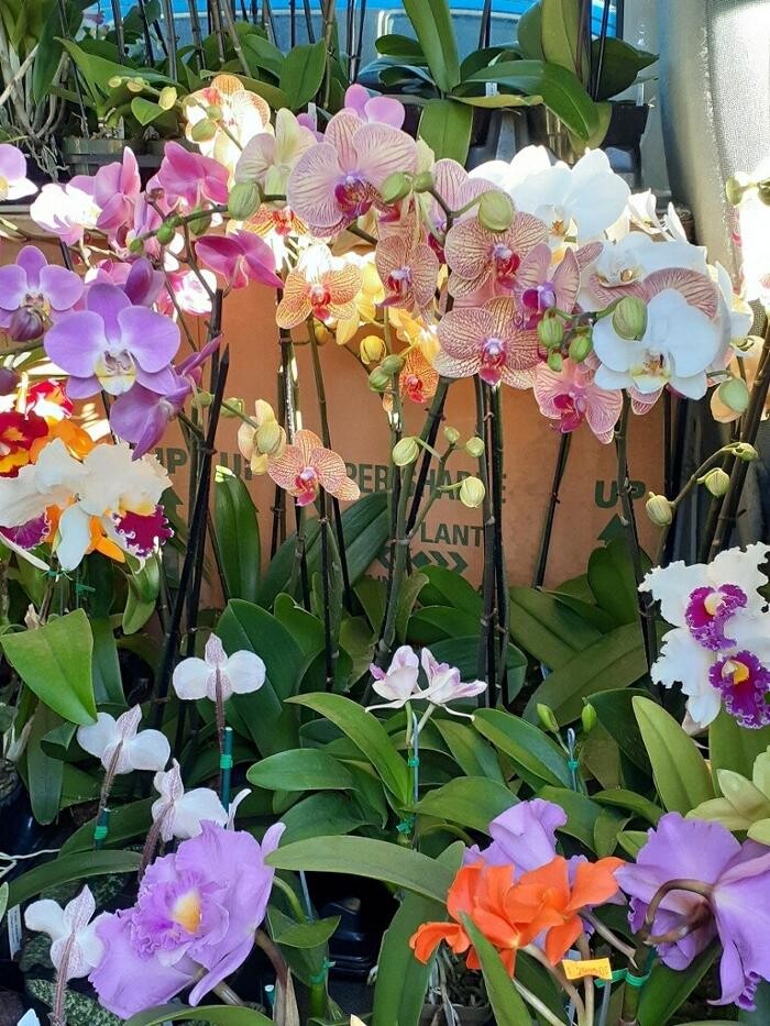 Images Odom's Orchids Inc
