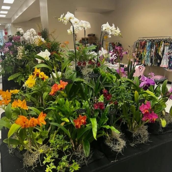 Images Odom's Orchids Inc