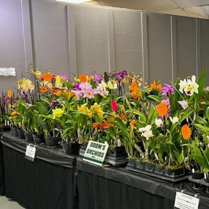 Images Odom's Orchids Inc