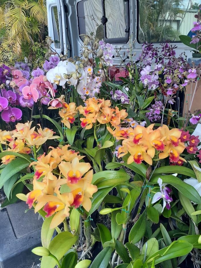 Images Odom's Orchids Inc