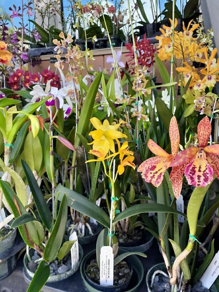 Images Odom's Orchids Inc
