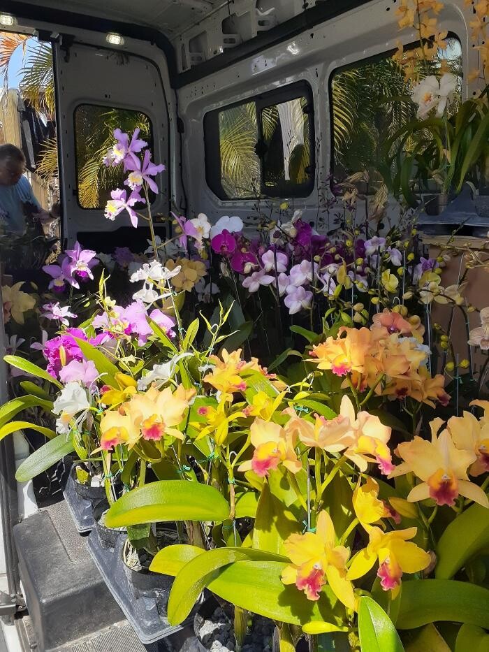 Images Odom's Orchids Inc