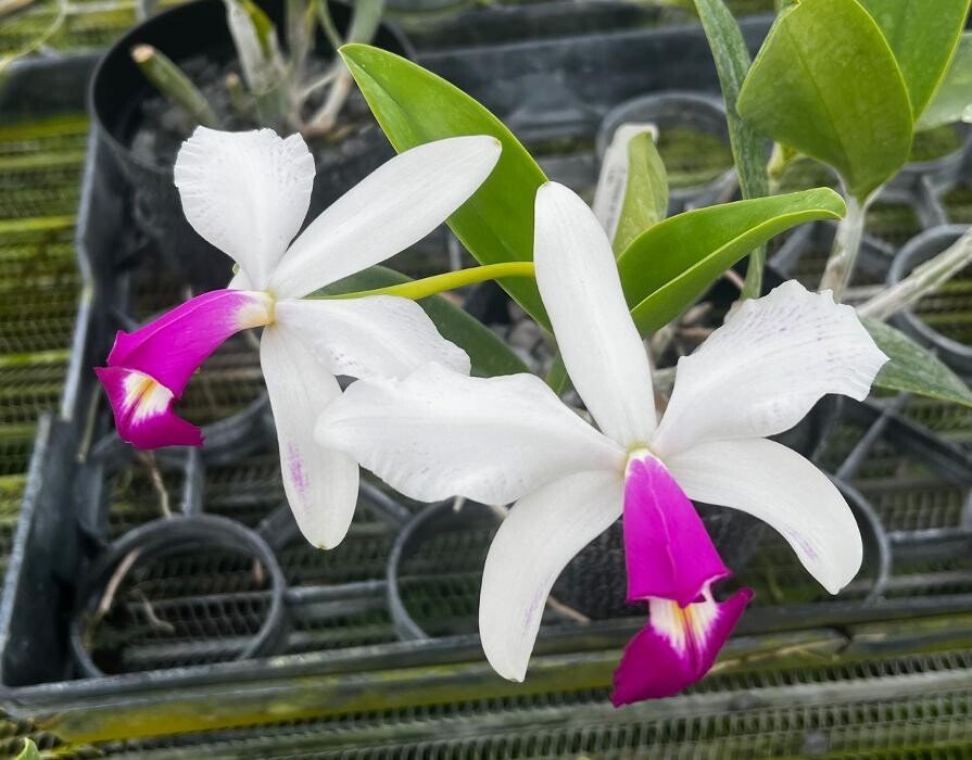 Images Odom's Orchids Inc